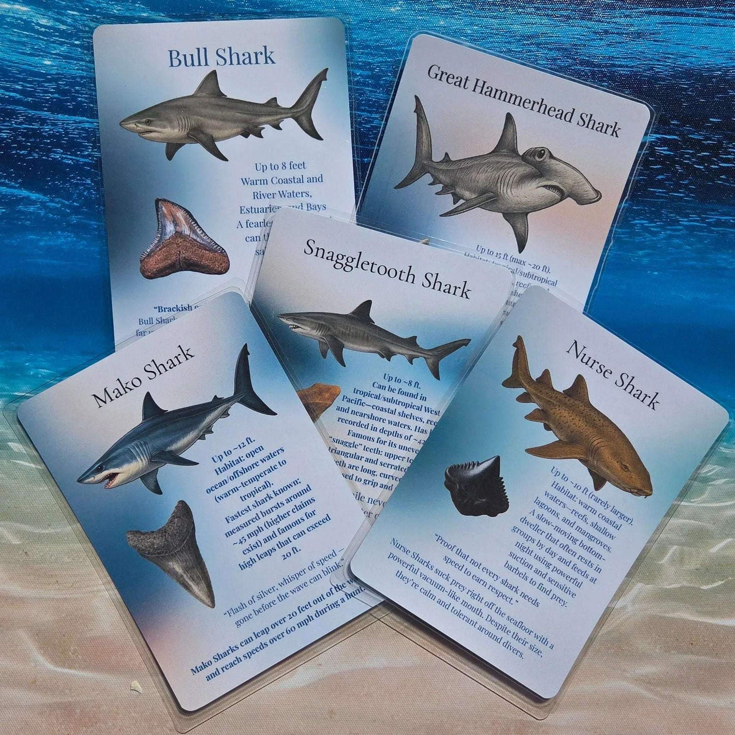Educational cards about different types of sharks on a background resembling an underwater scene.