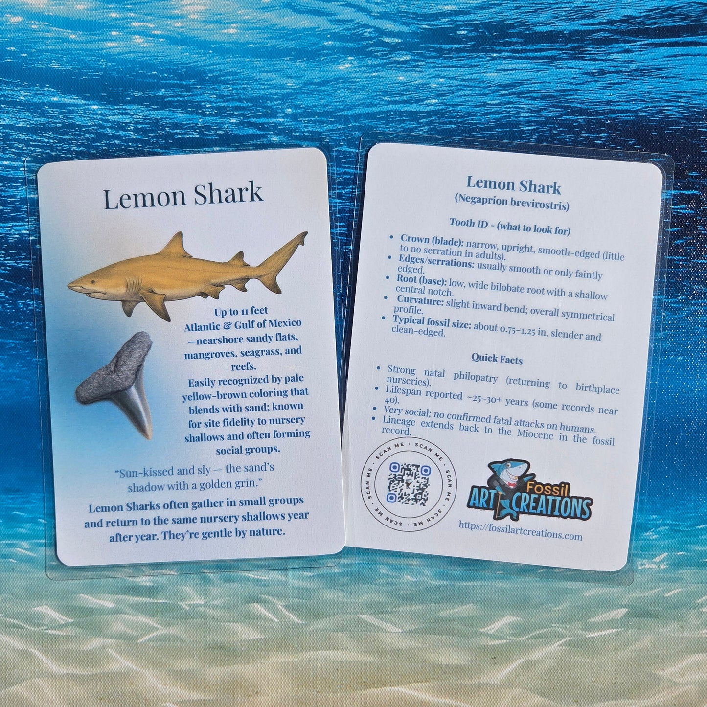 A shallow-water specialist—calm color, crisp tooth outline, and friendly field notes.