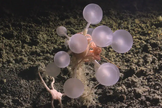 Carnivorous Sponges & the Rules the Deep Sea Breaks