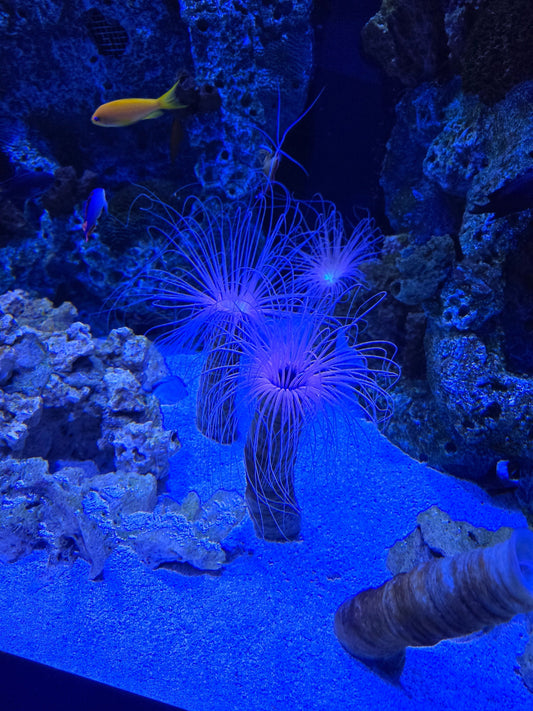 Mote Marine Moves Hundreds of Animals to New $130M Aquarium Near Sarasota