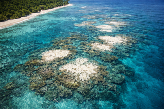 The Day the Reef Lost Its Thin Shade - Fossil Art Creations 