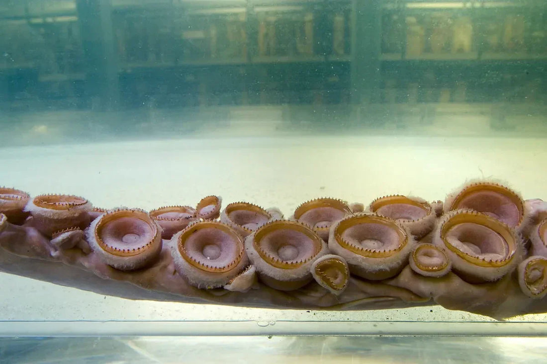 Giant Squid: The Real-Life “Kraken” of the Deep