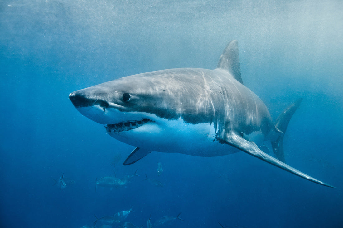 Tagged Great White Shark Pings Off Florida’s Gulf Coast