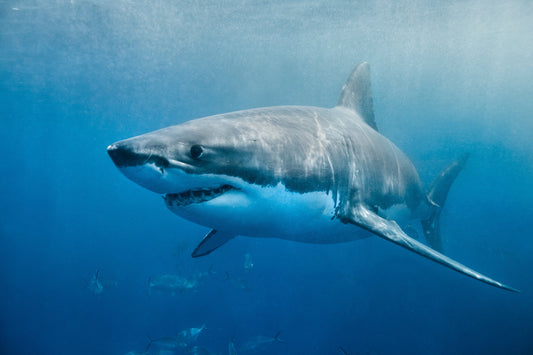 Tagged Great White Shark Pings Off Florida’s Gulf Coast