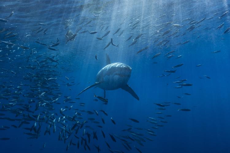 Modern shark swimming through blue ocean water with sunlight rays