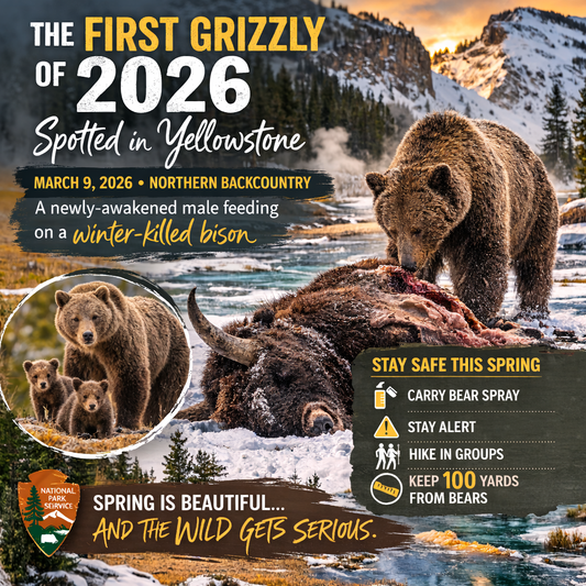 Grizzly bear family in Yellowstone meadow