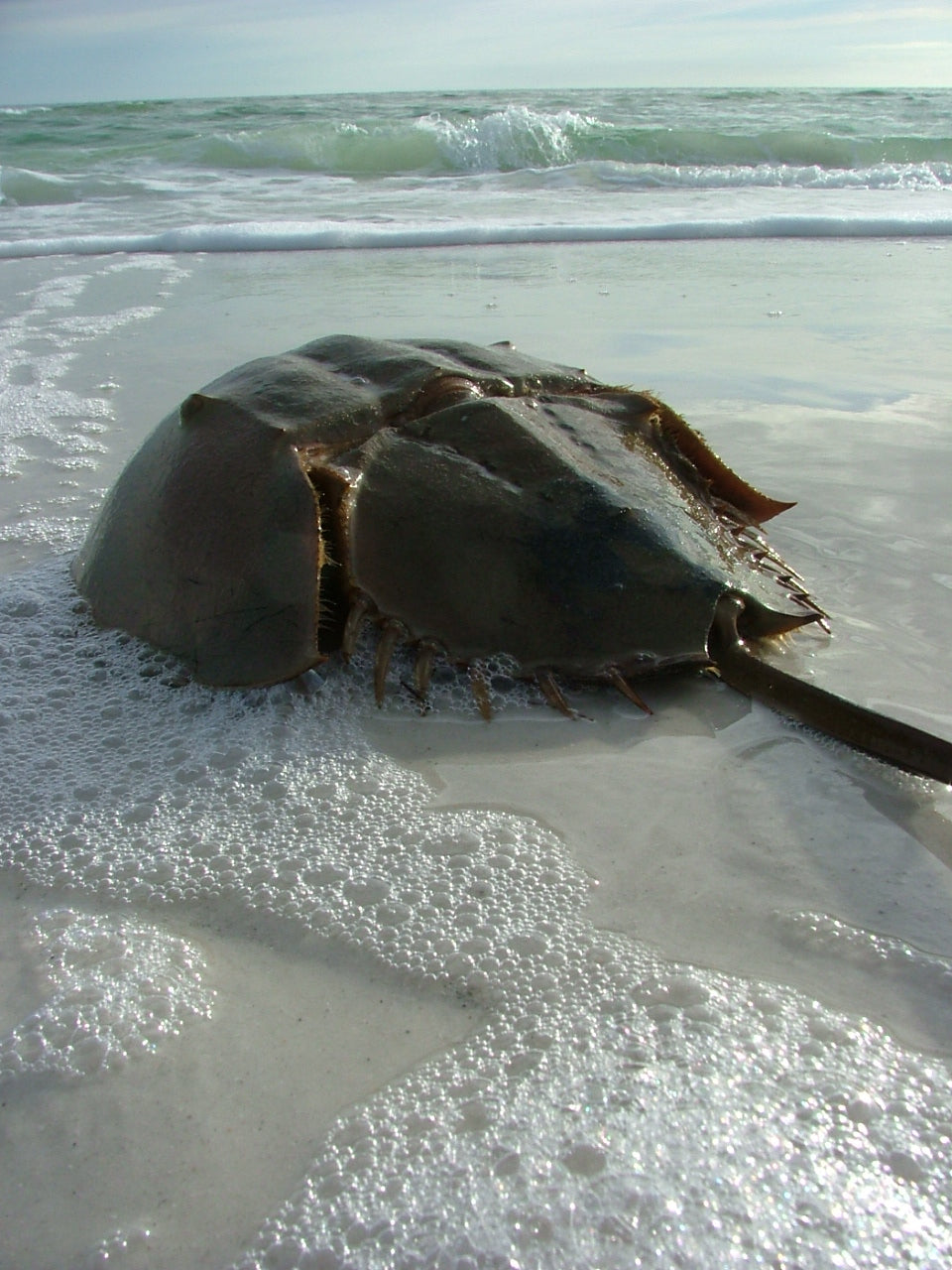 Horseshoe Crabs - Ancient Neighbors, Modern News