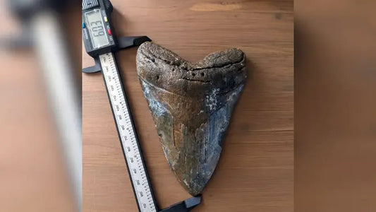 Venice Megalodon tooth discovery!