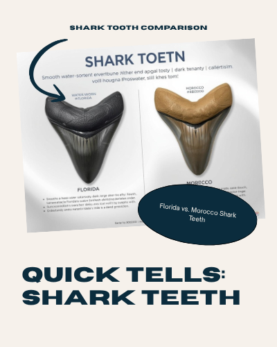 Florida vs. Moroccan Shark Teeth — How to Tell Them Apart