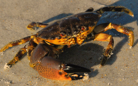 Stone Crab on sand