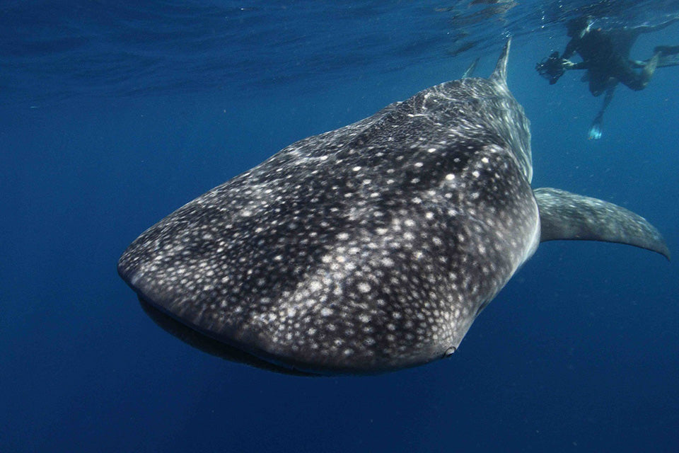 Gentle Giant in Gulf Waters - Fossil Art Creations 