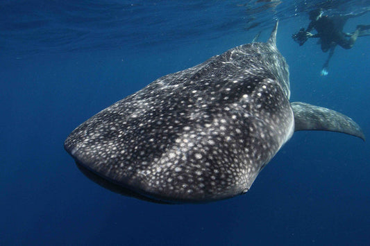 Gentle Giant in Gulf Waters - Fossil Art Creations 