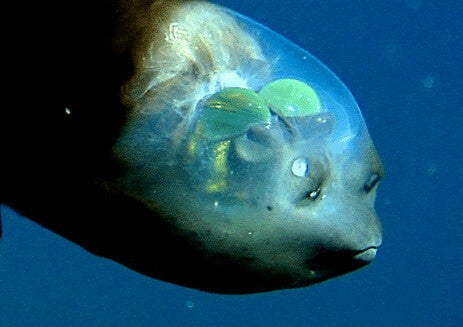 The Barrel-Eyed Fish With a See-Through Head