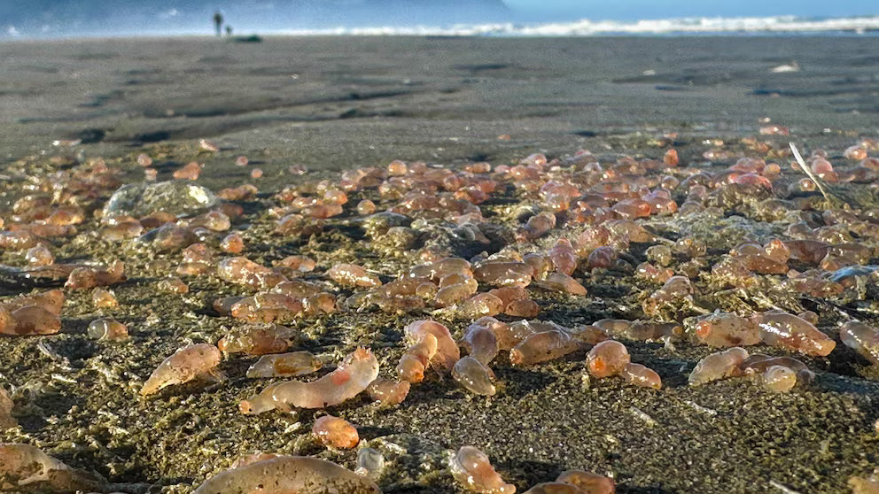 Thousands of Sea Cucumbers Wash Ashore in Coastal Oregon Town