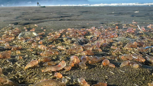 Thousands of Sea Cucumbers Wash Ashore in Coastal Oregon Town