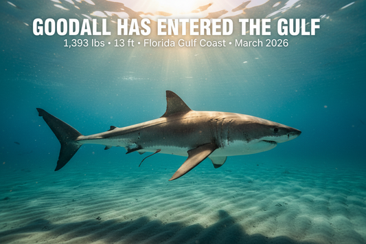 Goodall Has Entered the Gulf