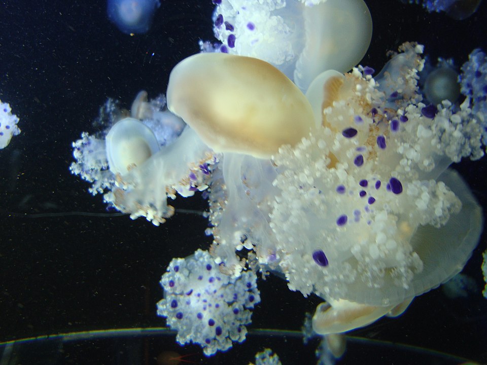 Giant “Mushroom-Cap” Jellyfish Spotted on Sanibel & Nearby Beaches