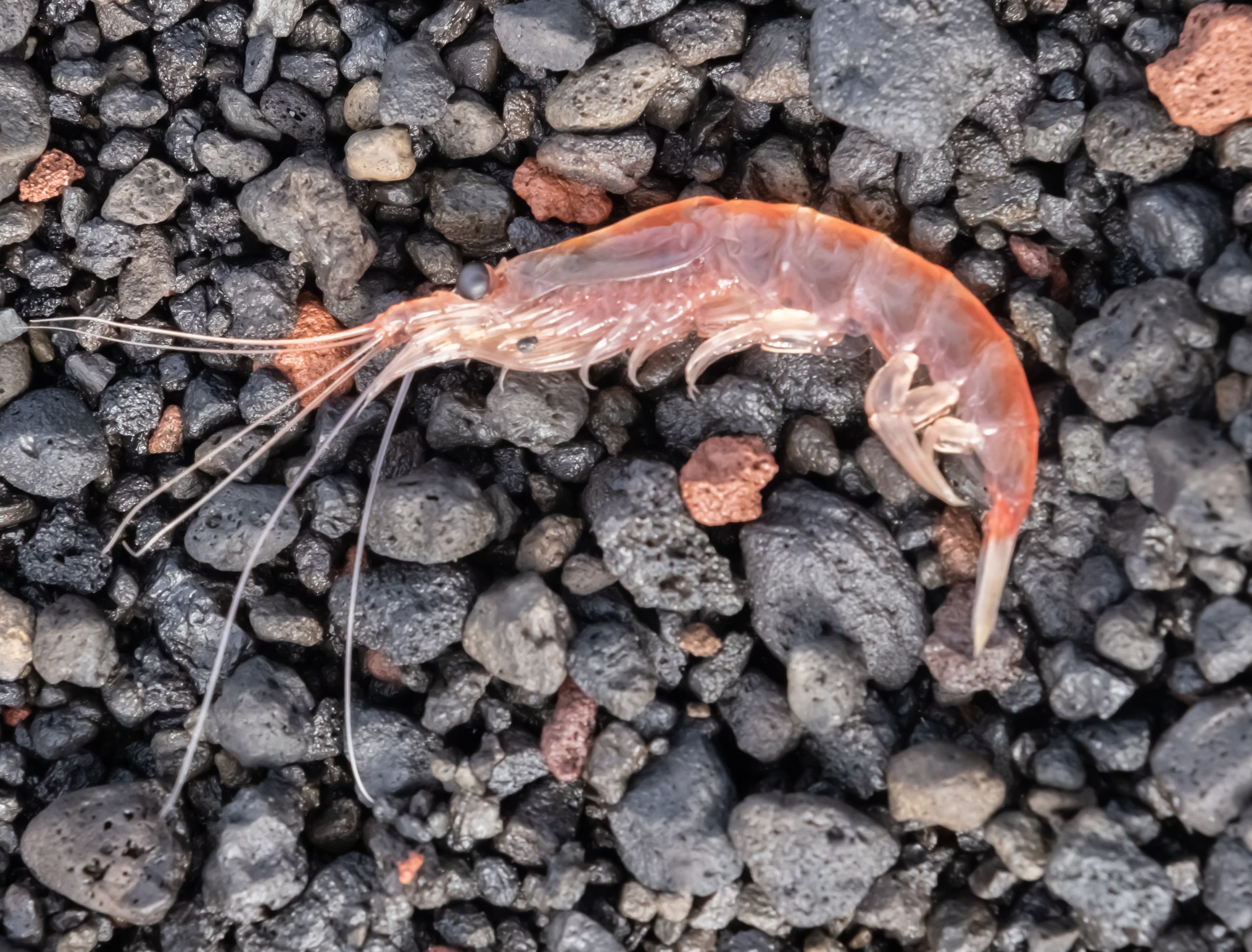 Krill Shellfish Why Krill Are the Ocean's Most Important Species | Marine Food Chain ...