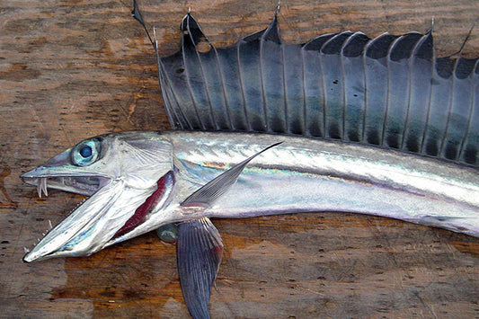 A longnose lancetfish
