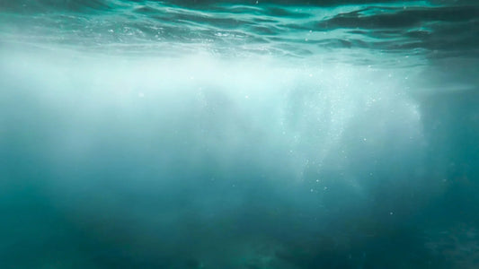 Sea snow (marine snow)