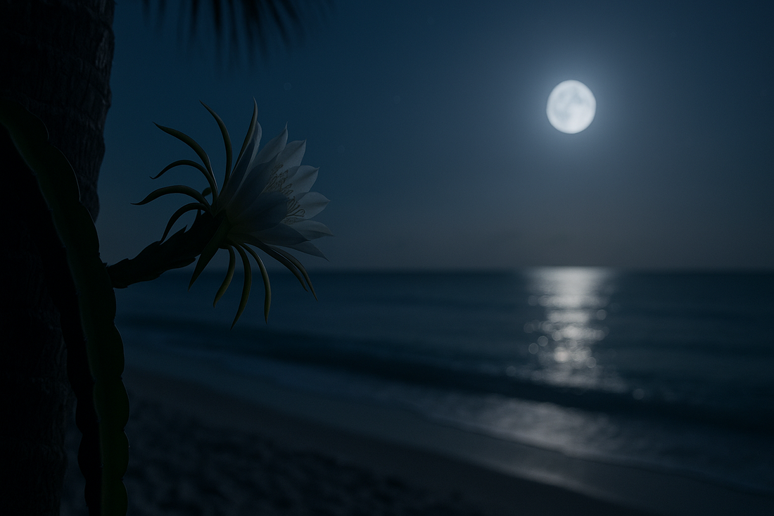 Night Cactus over the ocean