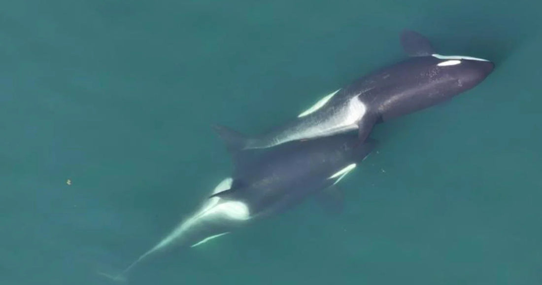 When Whales Bond: How Orca Families Reflect Our Own Hearts