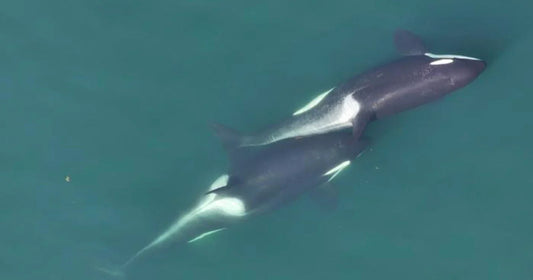When Whales Bond: How Orca Families Reflect Our Own Hearts