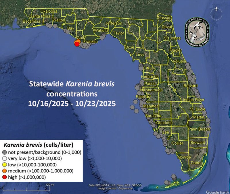 Red Tide Watch: Big Bend Hotspots — Check Before You Beachcomb