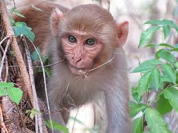 Rhesus macaque monkey peeking through green leaves along a Florida riverbank