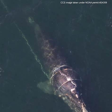 Monarch’s Yearling, the Rope, and the Race Against Weather