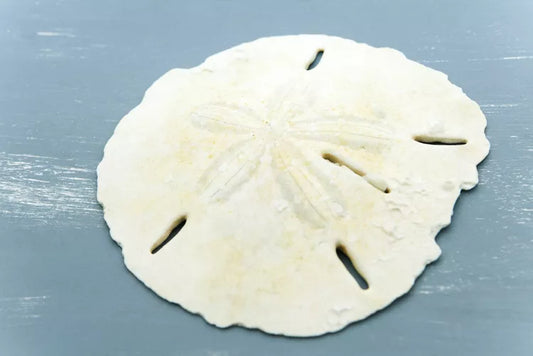 If you find a living sand dollar, enjoy the moment and return it to the water.