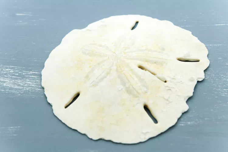 Sand Dollars: “Doves of Peace,” and the Science Inside