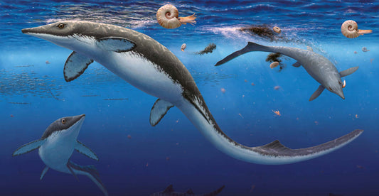 Sea dragons in the snow