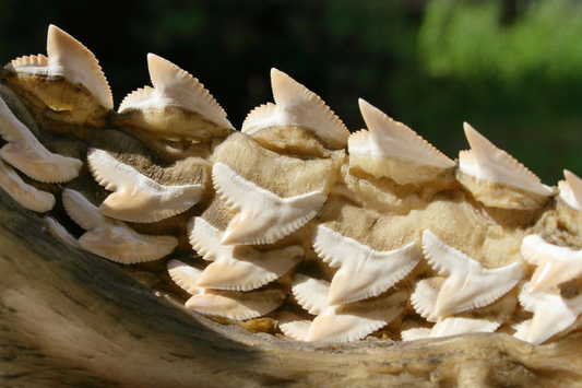 Common Shark Teeth Species Found at Venice Beach, Florida