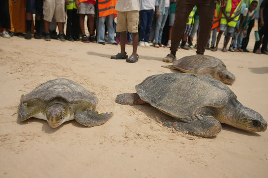 Rescued sea turtles being released back to ocean in Lagos, Nigeria by conservation team
