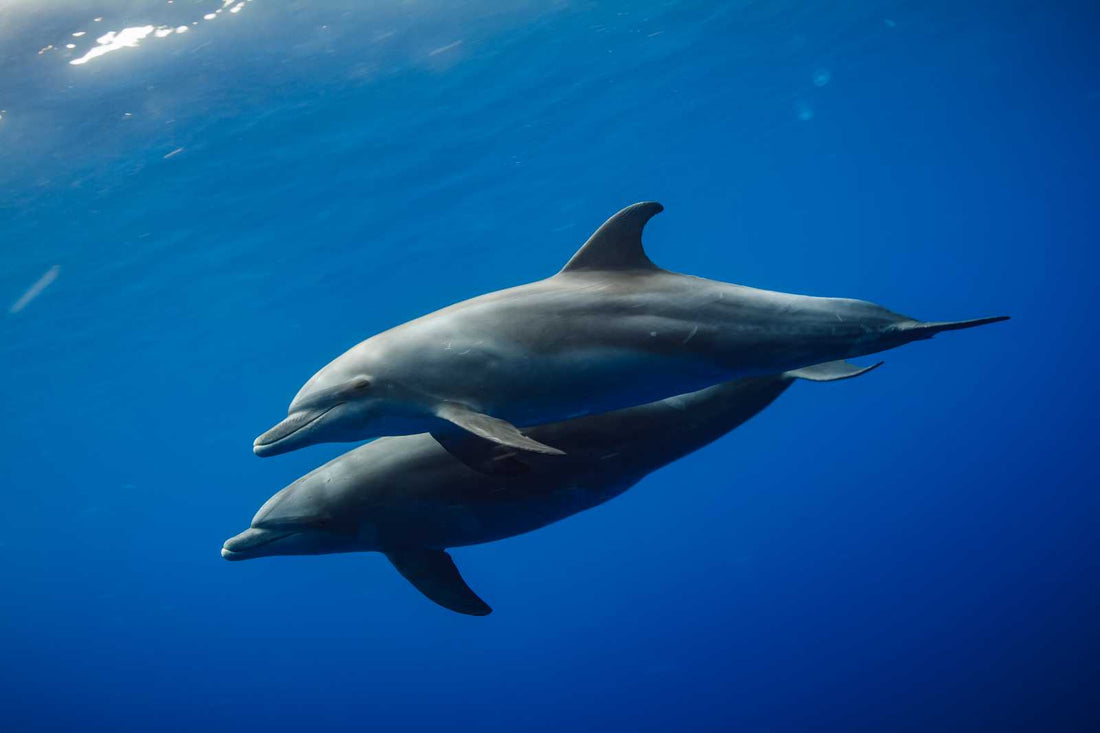 Dolphins Have Words - Fossil Art Creations 