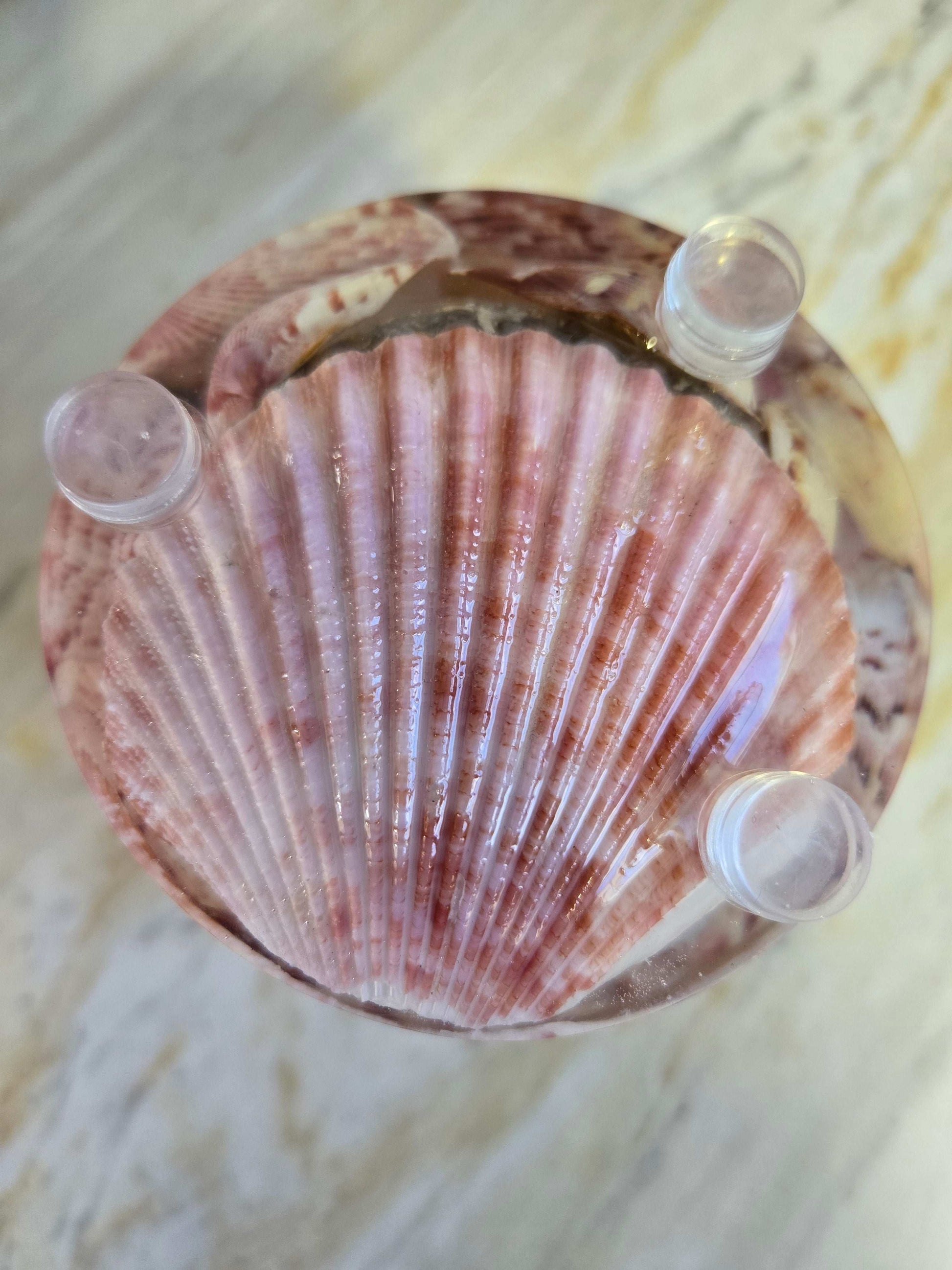 Coastal Treasure Coaster Set Fossil Art Creations