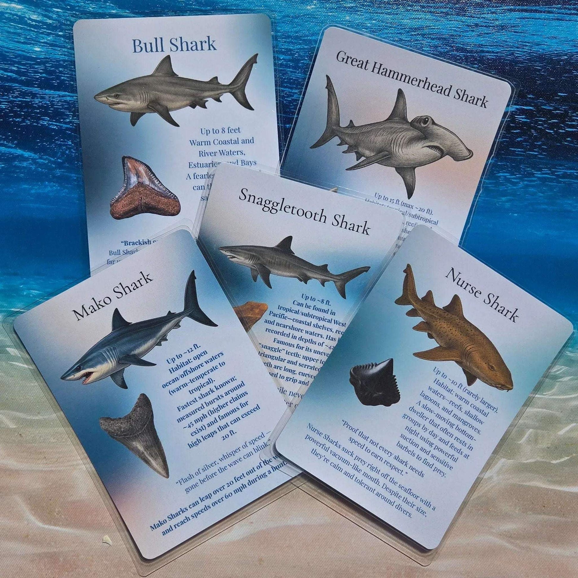 Educational cards about different types of sharks on a background resembling an underwater scene.