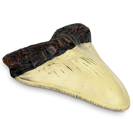 Carcharodon Megalodon Giant Shark Tooth with Serrations,Suitable for Museums, Schools, Home Collections(5.5inch White)