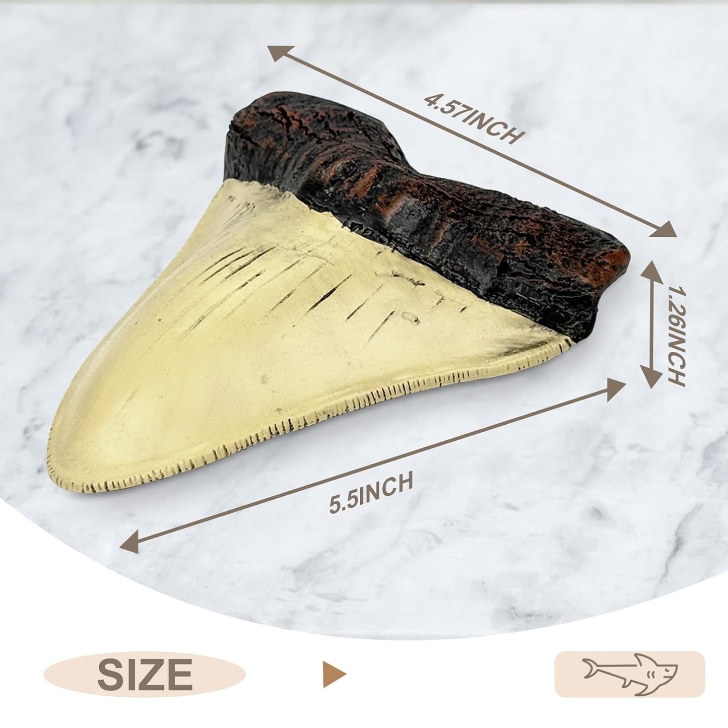 Carcharodon Megalodon Giant Shark Tooth with Serrations,Suitable for Museums, Schools, Home Collections(5.5inch White)
