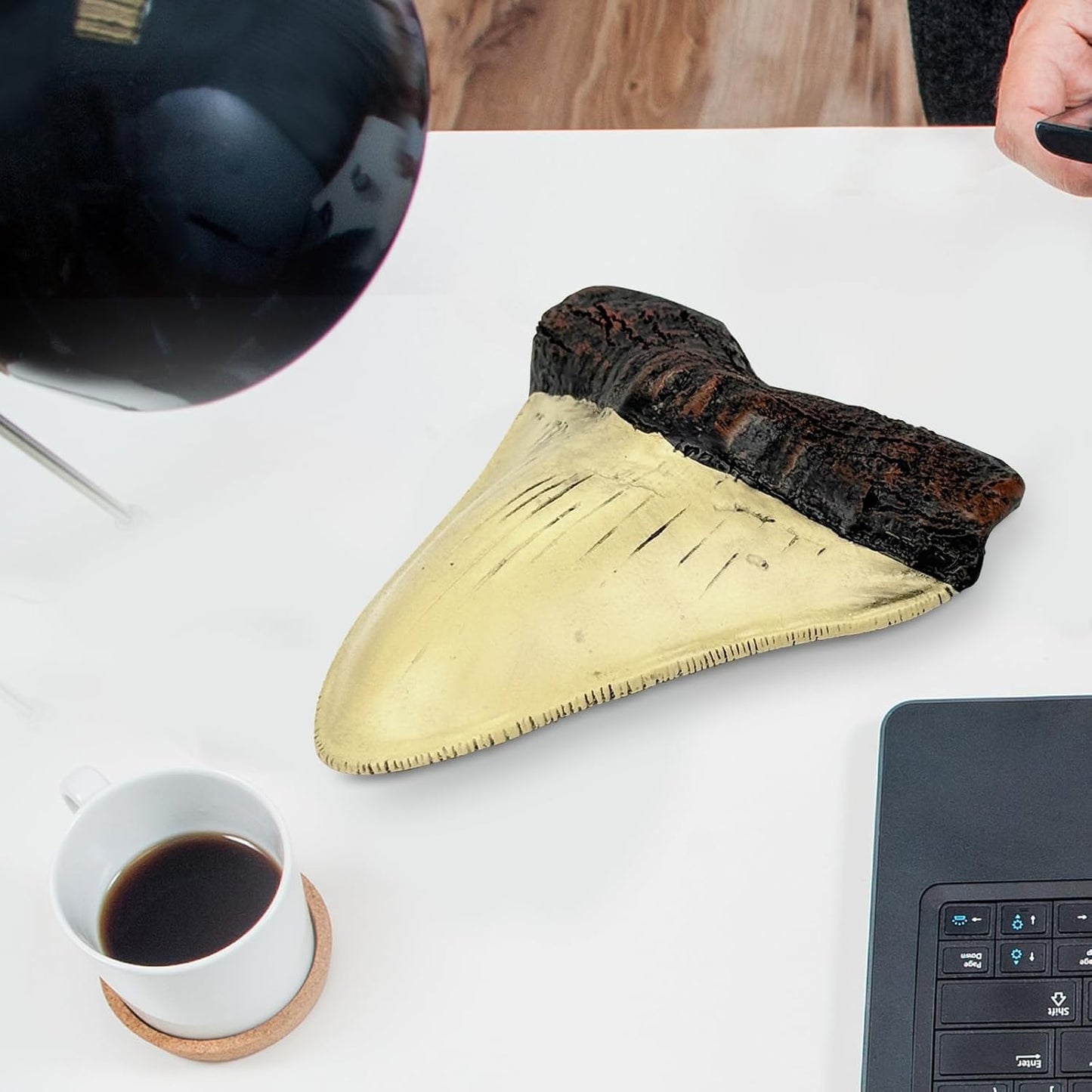 Carcharodon Megalodon Giant Shark Tooth with Serrations,Suitable for Museums, Schools, Home Collections(5.5inch White)
