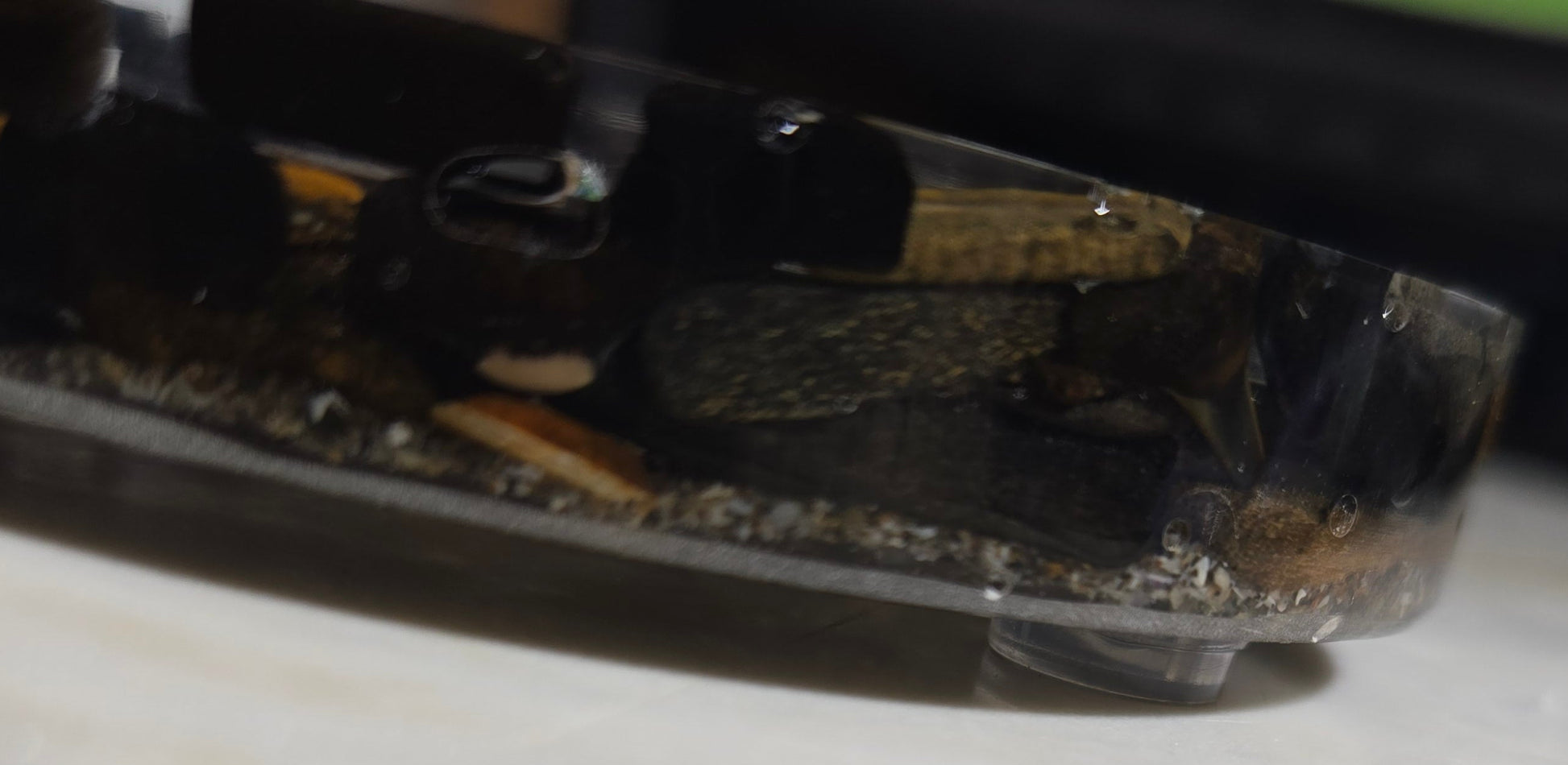 Black Sharkteeth sideview
