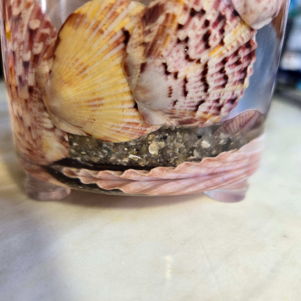 Coastal Treasure Coaster Set Fossil Art Creations