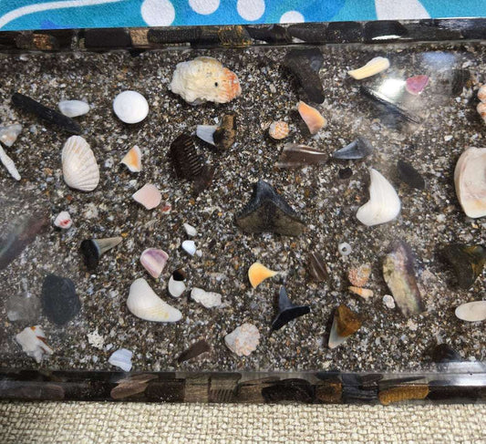 Coastal Currents Tray Fossil Art Creations