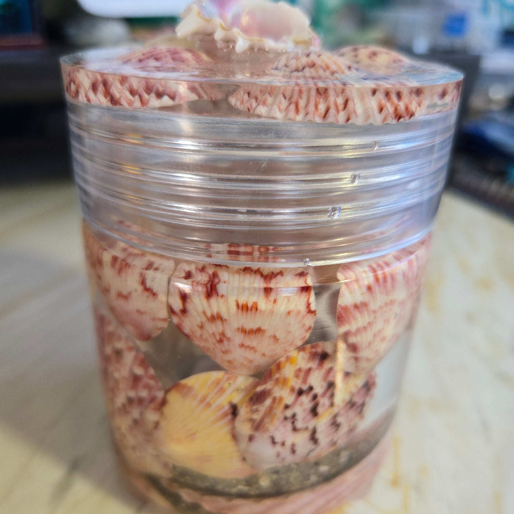 Coastal Treasure Coaster Set Fossil Art Creations