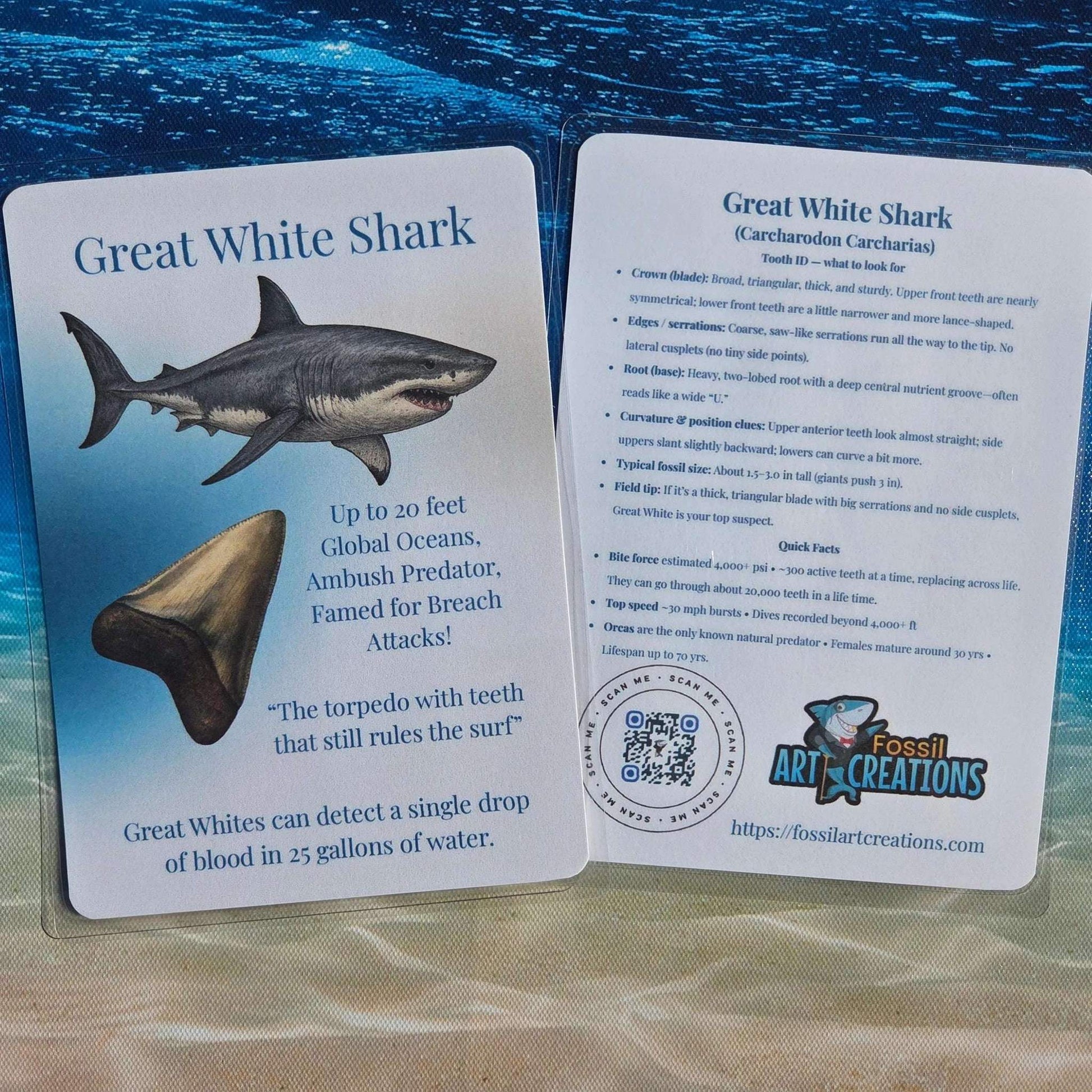 Card with information about a Great White Shark against an underwater background