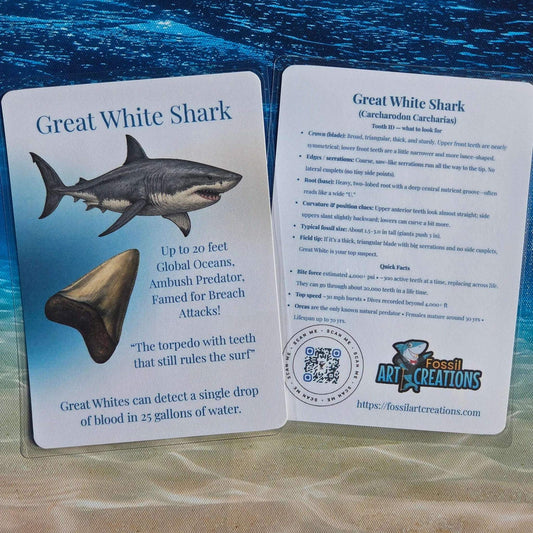 Card with information about a Great White Shark against an underwater background