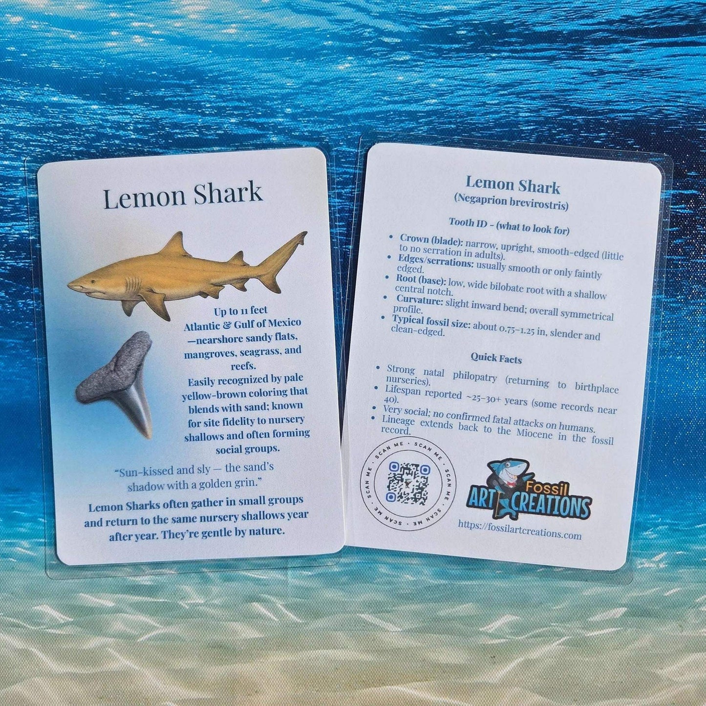 A shallow-water specialist—calm color, crisp tooth outline, and friendly field notes.