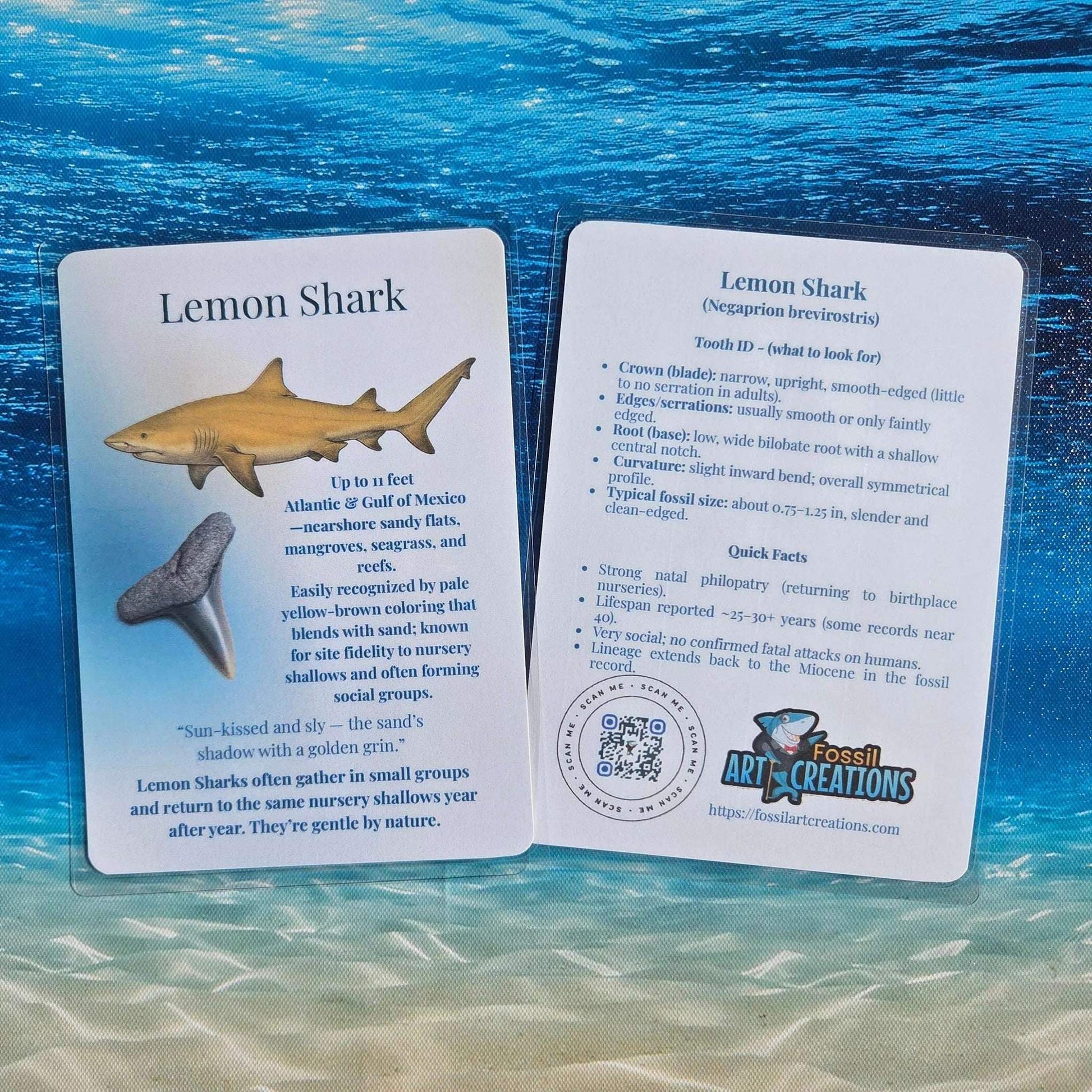 A shallow-water specialist—calm color, crisp tooth outline, and friendly field notes.
