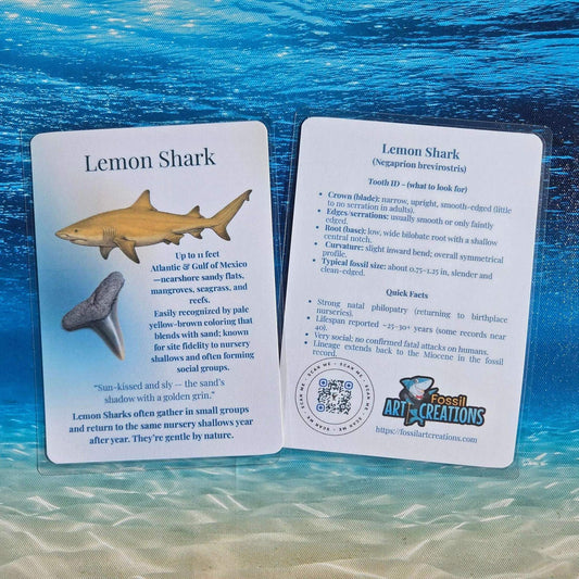 A shallow-water specialist—calm color, crisp tooth outline, and friendly field notes.